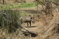 Rundreise Südafrika - Warzenschwein im Krüger-Nationalpark