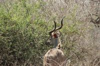 Rundreise Südafrika - Kudu im Krüger-Nationalpark