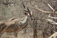 Rundreise Südafrika - Kudu im Krüger-Nationalpark