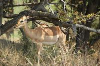 Rundreise Südafrika - Impala im Krüger-Nationalpark