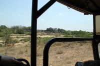 Rundreise Südafrika - Krüger-Nationalpark