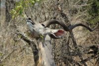 Rundreise Südafrika - Kudu im Krüger-Nationalpark
