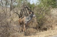 Rundreise Südafrika - Kudu im Krüger-Nationalpark