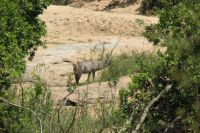 Rundreise Südafrika - Krüger-Nationalpark