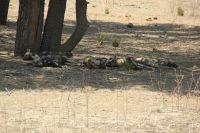 Rundreise Südafrika - seltene Wildhunde im Krüger-Nationalpark