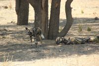 Rundreise Südafrika - seltene Wildhunde im Krüger-Nationalpark