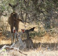 Rundreise Südafrika - Kudus im Krüger-Nationalpark
