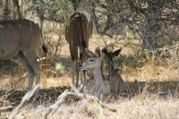 Rundreise Südafrika - Kudus im Krüger-Nationalpark