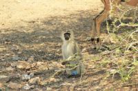 Rundreise Südafrika - Krüger-Nationalpark