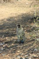 Rundreise Südafrika - Krüger-Nationalpark