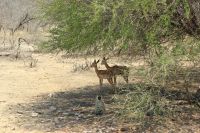 Rundreise Südafrika - Krüger-Nationalpark
