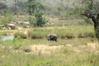 Rundreise Südafrika - Elefanten im Krüger-Nationalpark