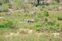 Rundreise Südafrika - Elefanten im Krüger-Nationalpark