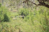 Rundreise Südafrika - Elefanten im Krüger-Nationalpark