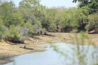 Rundreise Südafrika - Löwen im Krüger-Nationalpark