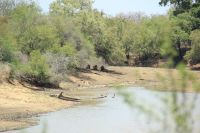 Rundreise Südafrika - Löwen im Krüger-Nationalpark