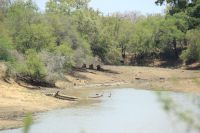Rundreise Südafrika - Löwen im Krüger-Nationalpark