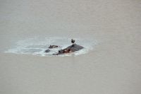Rundreise Südafrika - Flusspferde im Krüger-Nationalpark