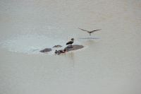 Rundreise Südafrika - Flusspferde im Krüger-Nationalpark