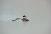 Rundreise Südafrika - Flusspferde im Krüger-Nationalpark