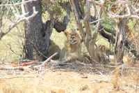 Rundreise Südafrika - junge Löwen im Krüger-Nationalpark