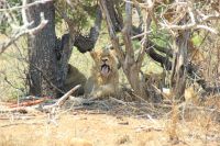 Rundreise Südafrika - junge Löwen im Krüger-Nationalpark