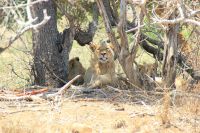 Rundreise Südafrika - junge Löwen im Krüger-Nationalpark