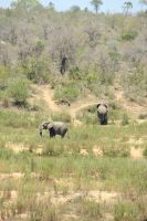 Rundreise Südafrika - Elefanten im Krüger-Nationalpark