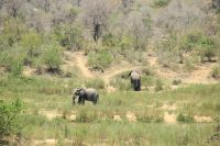 Rundreise Südafrika - Elefanten im Krüger-Nationalpark