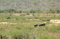 Rundreise Südafrika - Elefanten im Krüger-Nationalpark