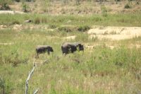 Rundreise Südafrika - Elefanten im Krüger-Nationalpark