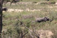 Rundreise Südafrika - Elefanten im Krüger-Nationalpark
