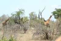 Rundreise Südafrika - Giraffen im Krüger-Nationalpark