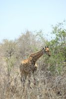 Rundreise Südafrika - Giraffen im Krüger-Nationalpark