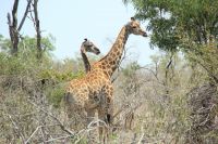 Rundreise Südafrika - Giraffen im Krüger-Nationalpark