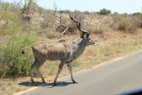 Rundreise Südafrika - Kudu im Krüger-Nationalpark