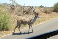Rundreise Südafrika - Kudu im Krüger-Nationalpark