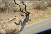 Rundreise Südafrika - Kudu im Krüger-Nationalpark