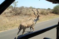 Rundreise Südafrika - Kudu im Krüger-Nationalpark