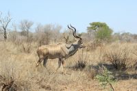 Rundreise Südafrika - Kudu im Krüger-Nationalpark