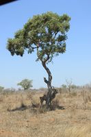Rundreise Südafrika - Kudu im Krüger-Nationalpark