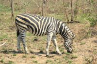 Rundreise Südafrika - Zebra im Krüger-Nationalpark