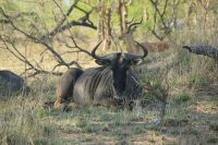 Rundreise Südafrika - Gnu im Krüger-Nationalpark