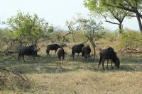 Rundreise Südafrika - Gnus im Krüger-Nationalpark