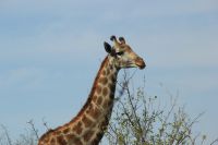 Rundreise Südafrika - Giraffen im Krüger-Nationalpark