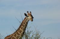 Rundreise Südafrika - Giraffen im Krüger-Nationalpark