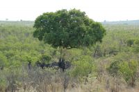 Rundreise Südafrika - versteckte Elefanten im Krüger-Nationalpark
