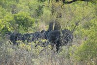 Rundreise Südafrika - versteckte Elefanten im Krüger-Nationalpark