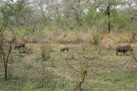 Rundreise Südafrika - Warzenschweine im Krüger-Nationalpark