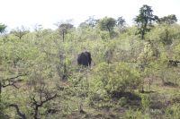 Rundreise Südafrika - versteckte Elefanten im Krüger-Nationalpark